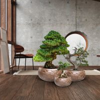 SET Ghiveci CANELA 602389