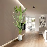 Planta Decorativa PALMA VIAJERO 281751