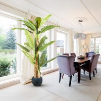 Planta Decorativa PLATANERA 281461